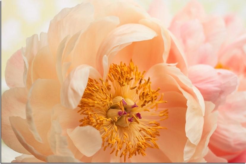 The Latest Floristry Trends: By Expert Flowerona