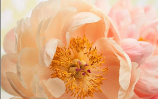 The Latest Floristry Trends: By Expert Flowerona
