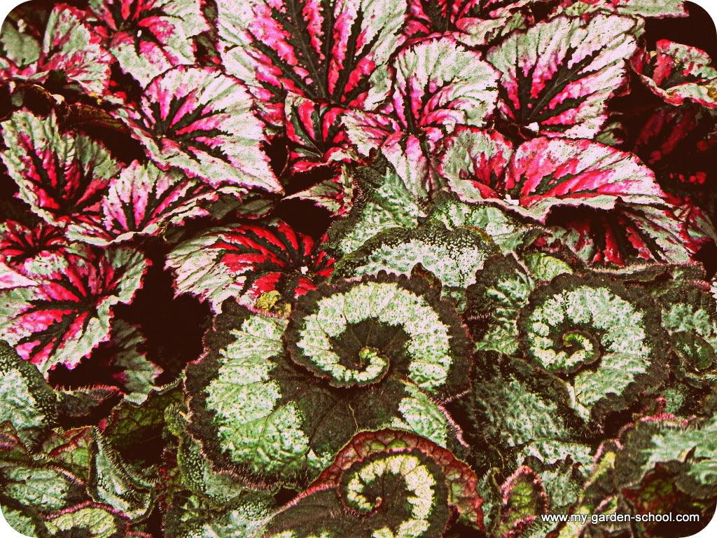 Whatever happened to houseplants?