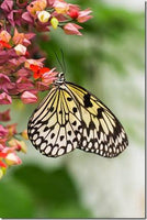 How to Photograph Butterflies