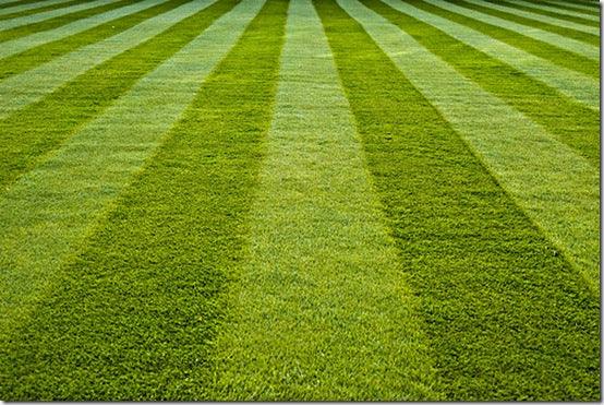 How to sow a new lawn