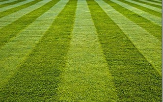 How to sow a new lawn