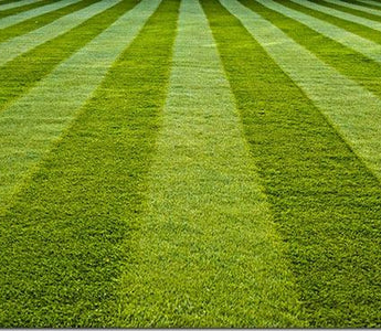 How to sow a new lawn