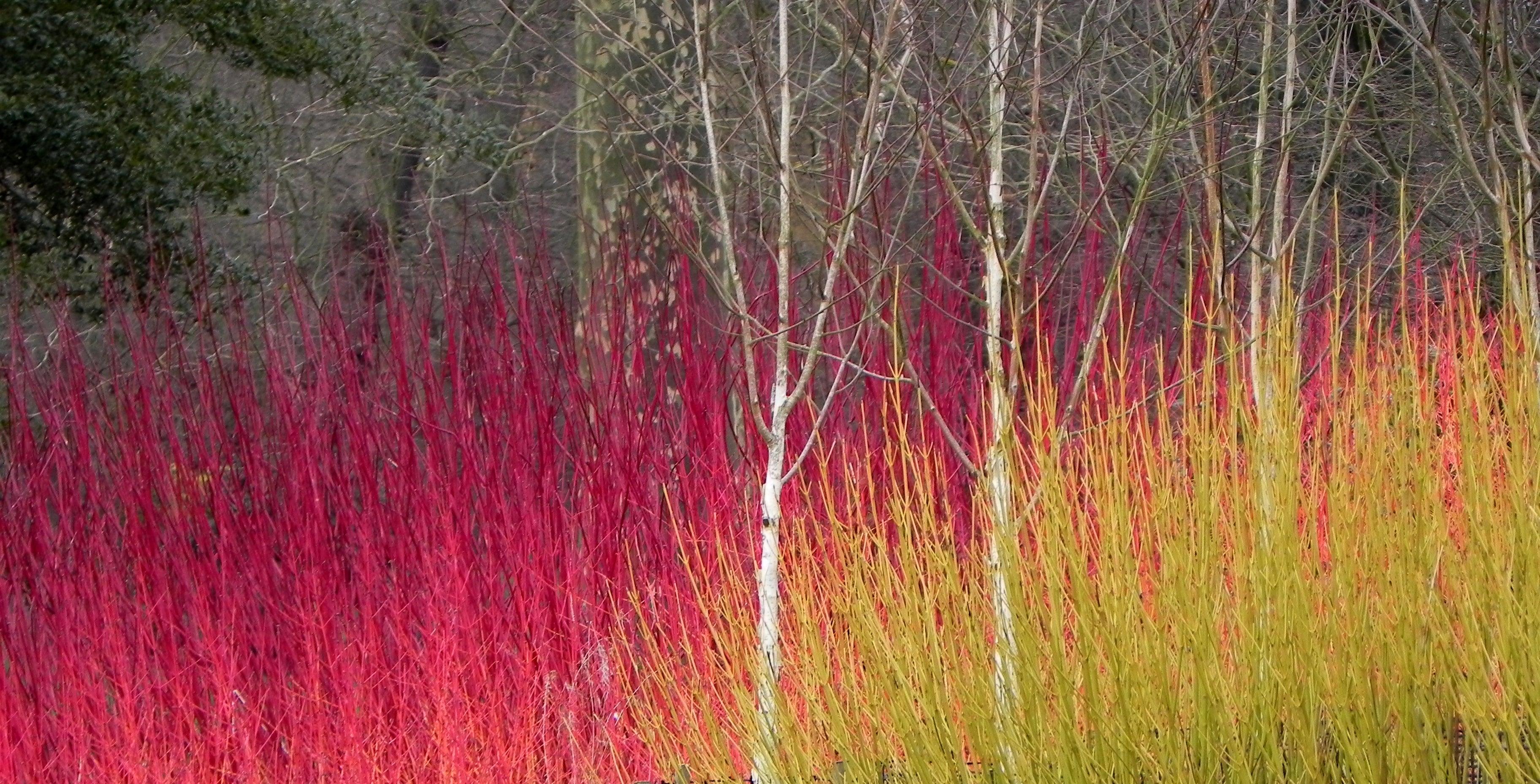 Magic Wands: cornus, salix, acer varieties spell winter colour