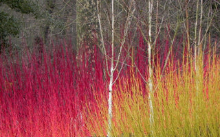 Magic Wands: cornus, salix, acer varieties spell winter colour