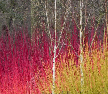 Magic Wands: cornus, salix, acer varieties spell winter colour