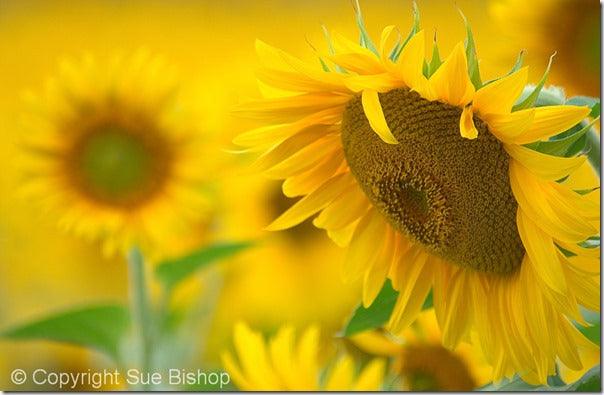 5 Top Tips For Better Plant & Flower Photography