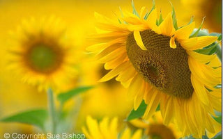 5 Top Tips For Better Plant & Flower Photography