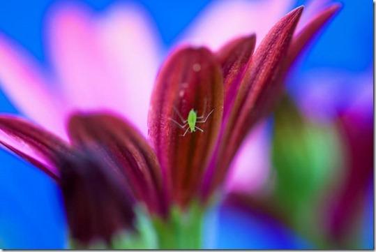 Garden Pests - Prevention and Control