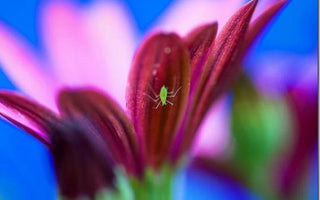 Garden Pests - Prevention and Control