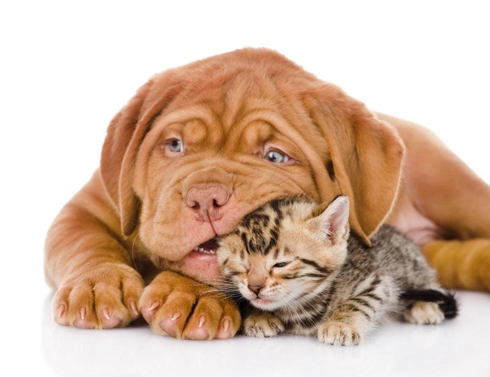 Pet Photography - It's Never Been More Popular!