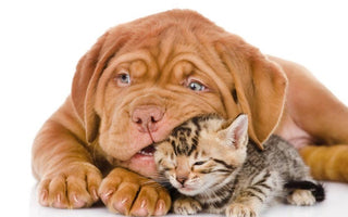 Pet Photography - It's Never Been More Popular!