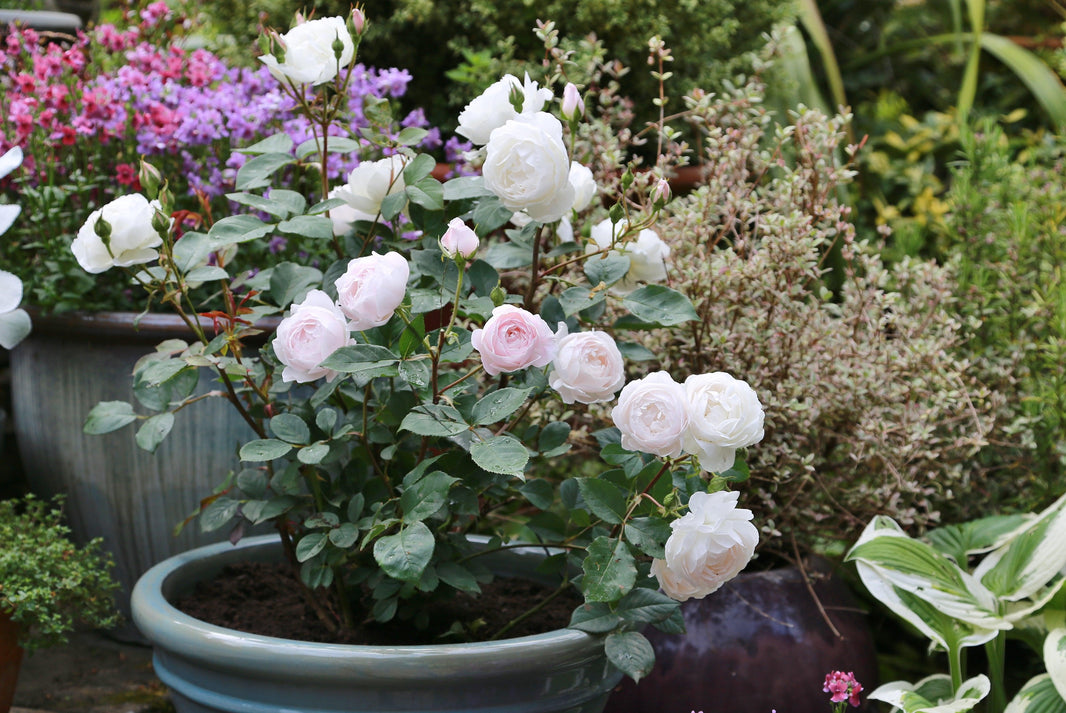 How to grow a rose in a pot
