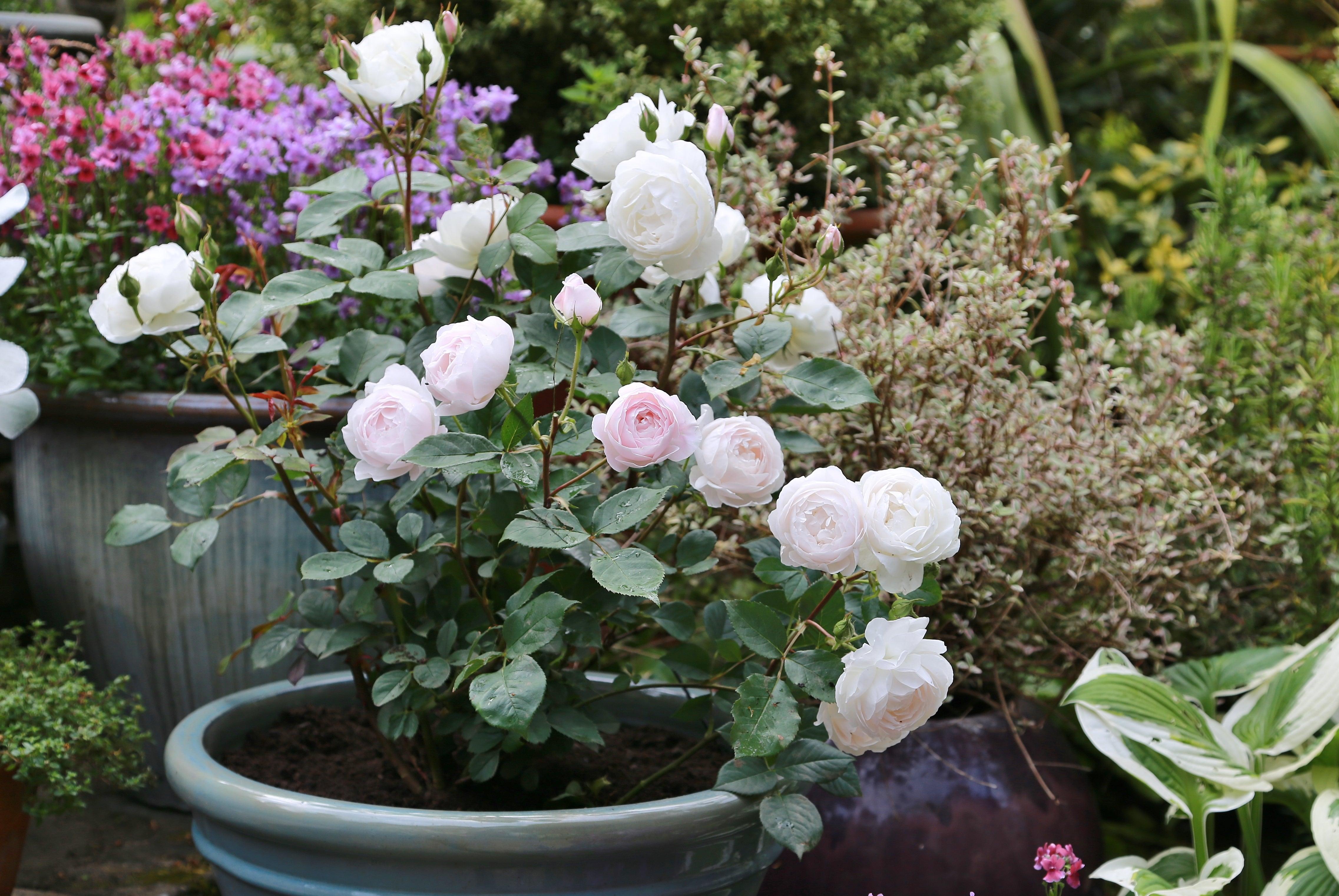 How to grow a rose in a pot
