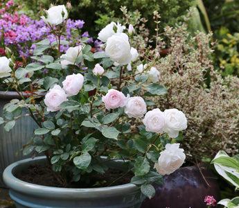 How to Plant Rose in Garden: Step-by-Step Guide