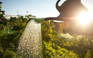 How Gardening Can Improve Your Mental And Physical Health