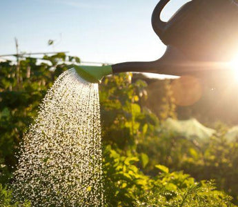 How Gardening Can Improve Your Mental And Physical Health