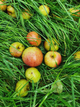 The apple of my eye