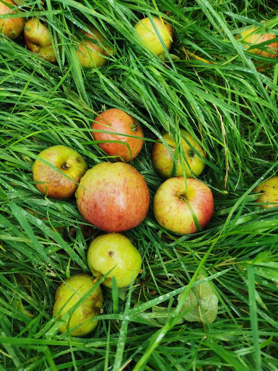 The apple of my eye