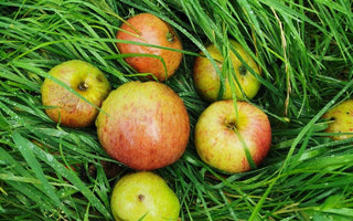 The apple of my eye