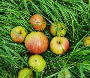 The apple of my eye