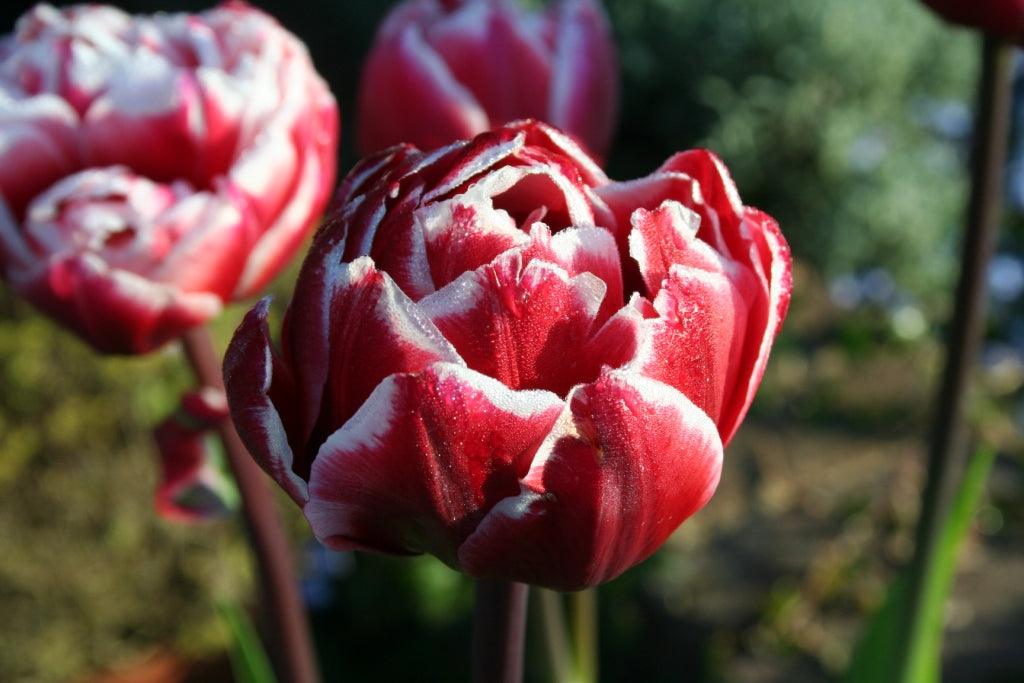 Tulips; A few of my favourites!