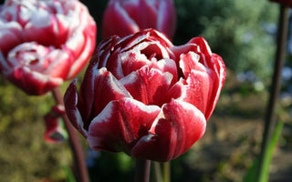 Tulips; A few of my favourites!
