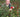 An Interview with Gary Long; Head Gardener at Trewithen, one of the Great Gardens of Cornwall, UK