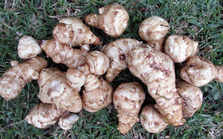 Jerusalem Artichokes