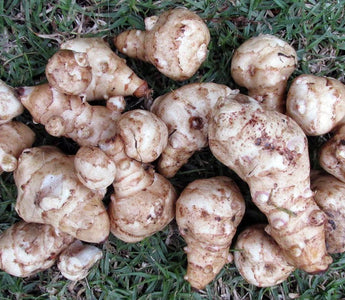 Jerusalem Artichokes