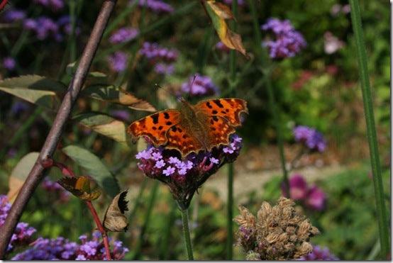 A Wildlife friendly garden: What do you want to know?