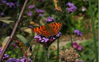 A Wildlife friendly garden: What do you want to know?