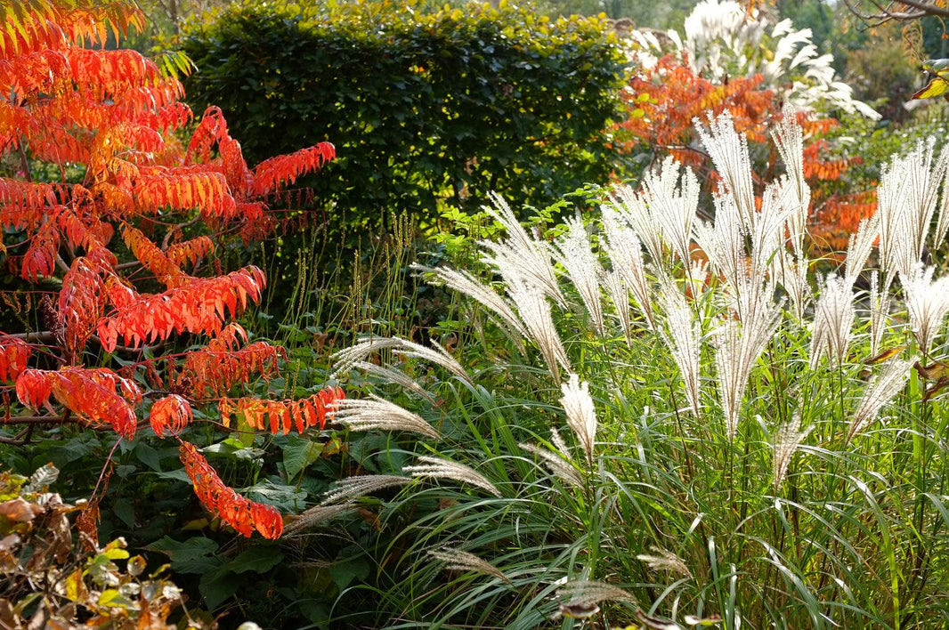 Making The Most Of Ornamental Grasses