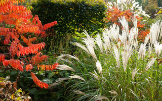 Making The Most Of Ornamental Grasses