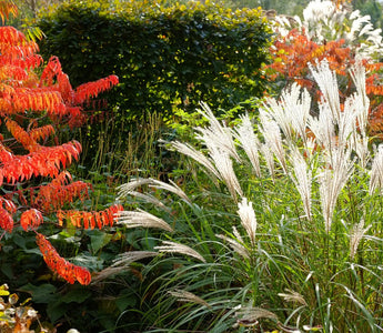 Making The Most Of Ornamental Grasses