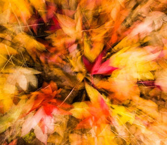7 Photography Tips for Great Autumn Images