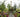 Crossing Continents: a muliti-cultural society of plants in a garden