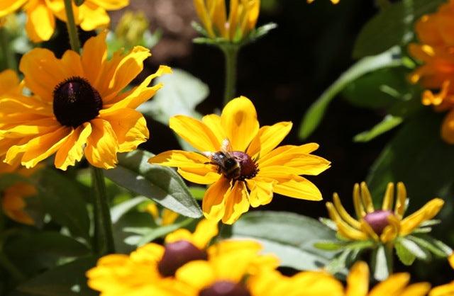 Organic Gardening; Controlling weeds, pests & diseases nature&rsquo;s way