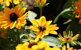 Organic Gardening; Controlling weeds, pests & diseases nature&rsquo;s way