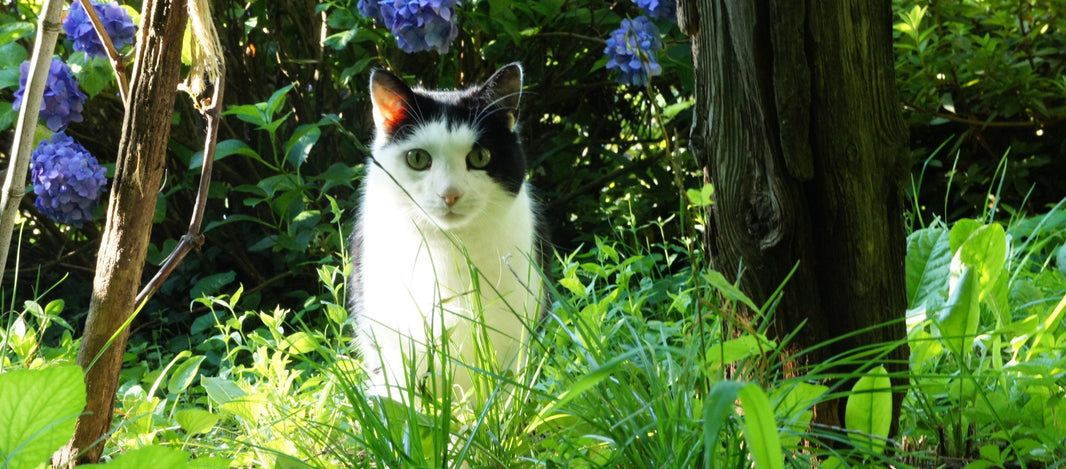 Gardens for Cats