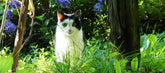 Gardens for Cats