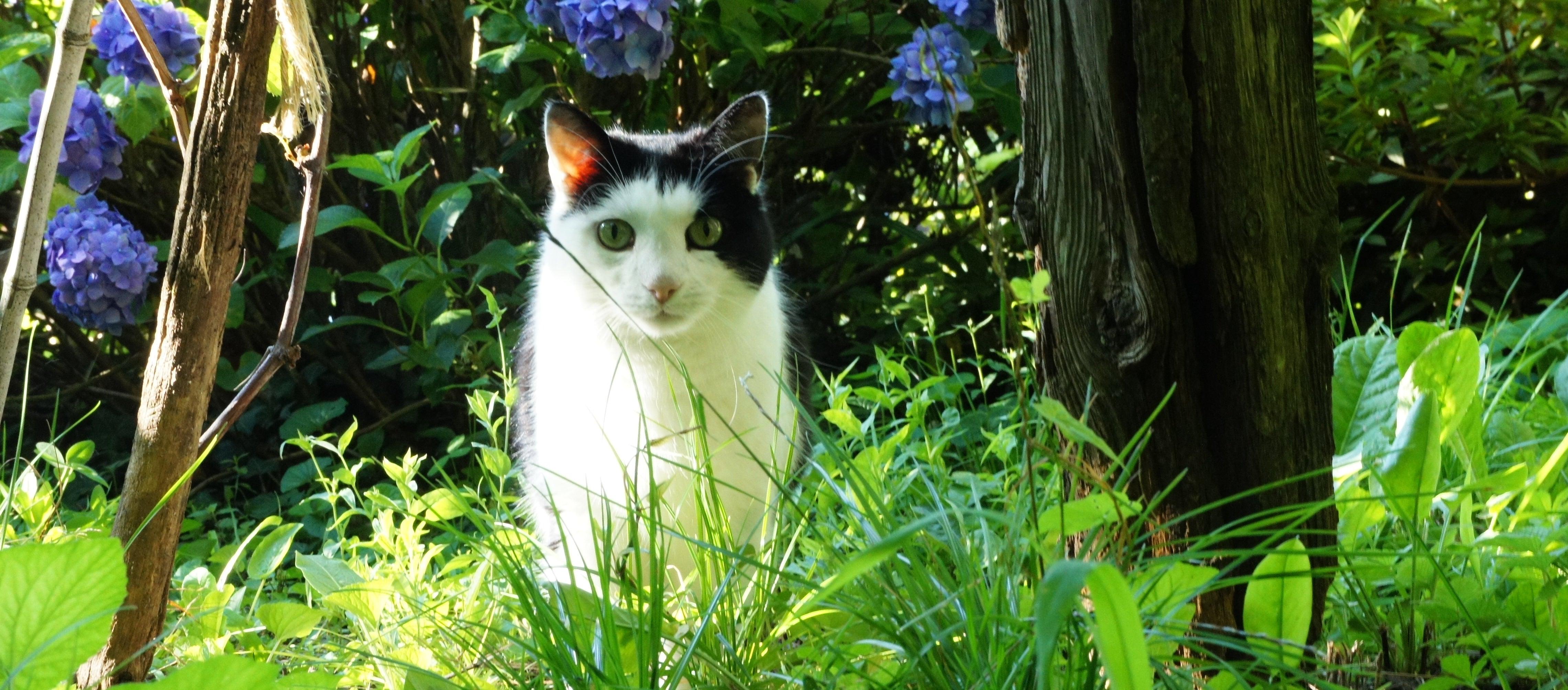 Gardens for Cats