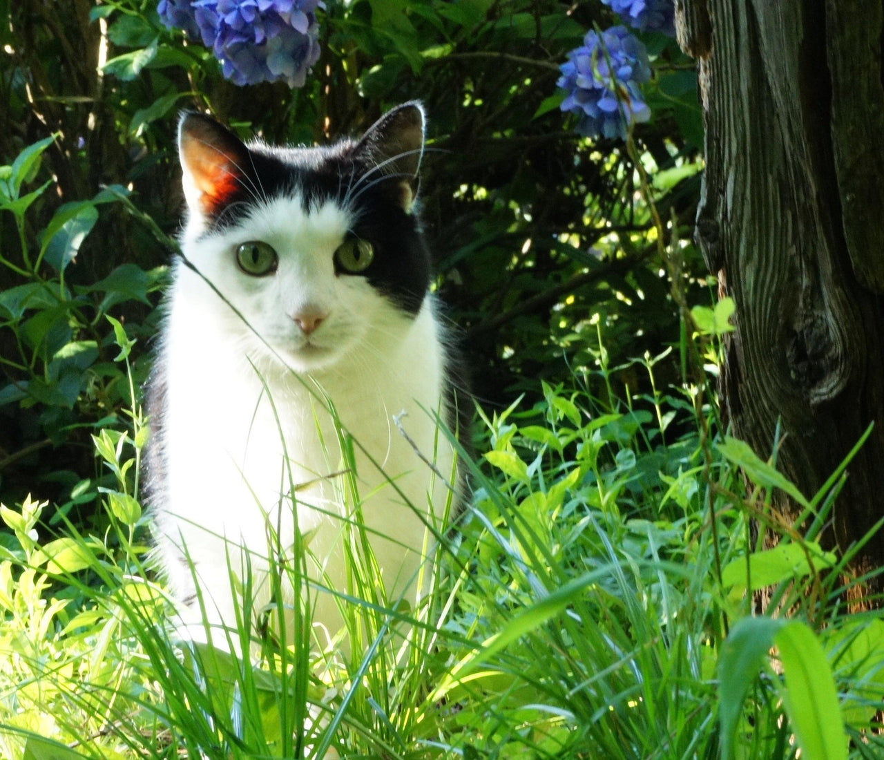 Gardens for Cats Learning with Experts