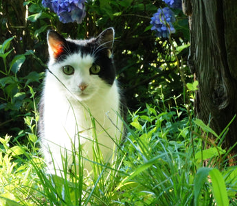 Gardens for Cats