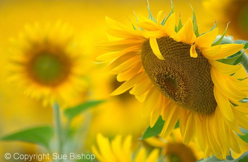 Sunflowers – The flower of 2015