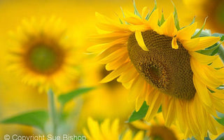 Sunflowers – The flower of 2015