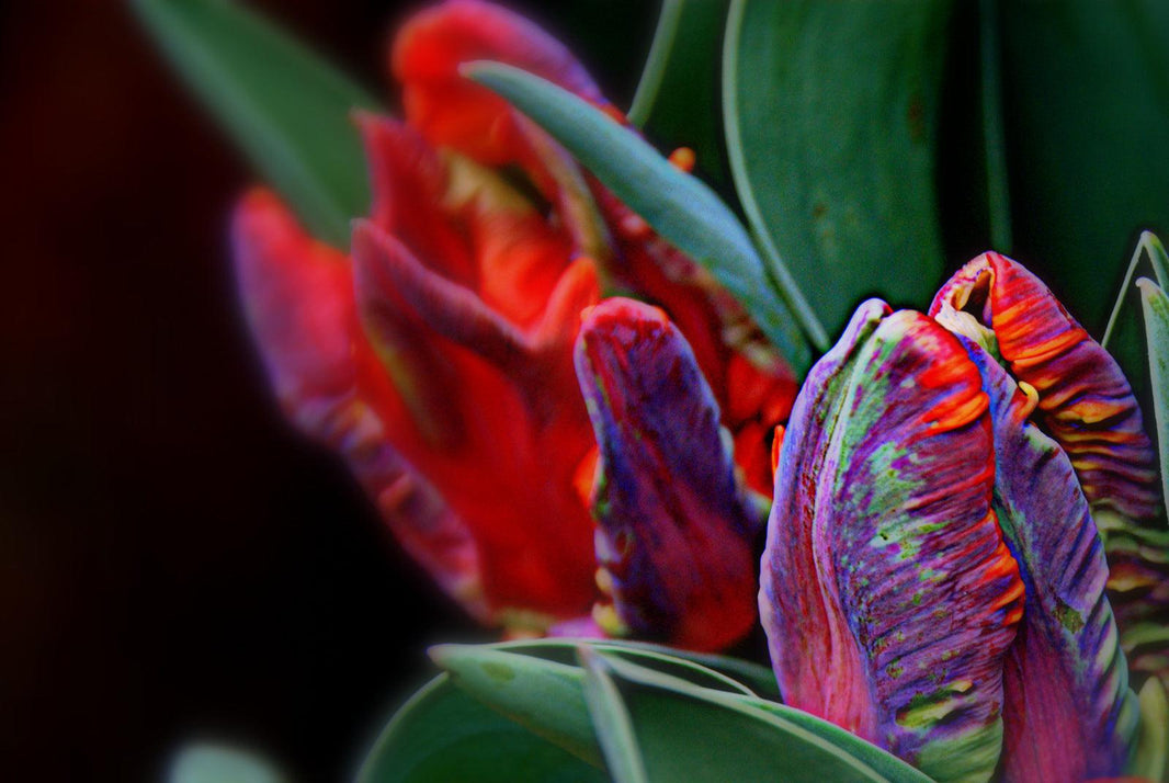 Great Places to Buy Plants and Seeds Online