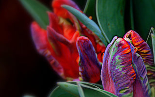 Great Places to Buy Plants and Seeds Online