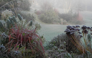 Andy's Adventures in Gardening: Frost, friend or foe?