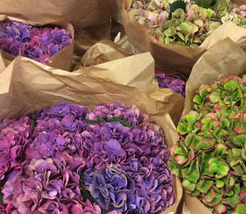 Top trends in cut flowers
